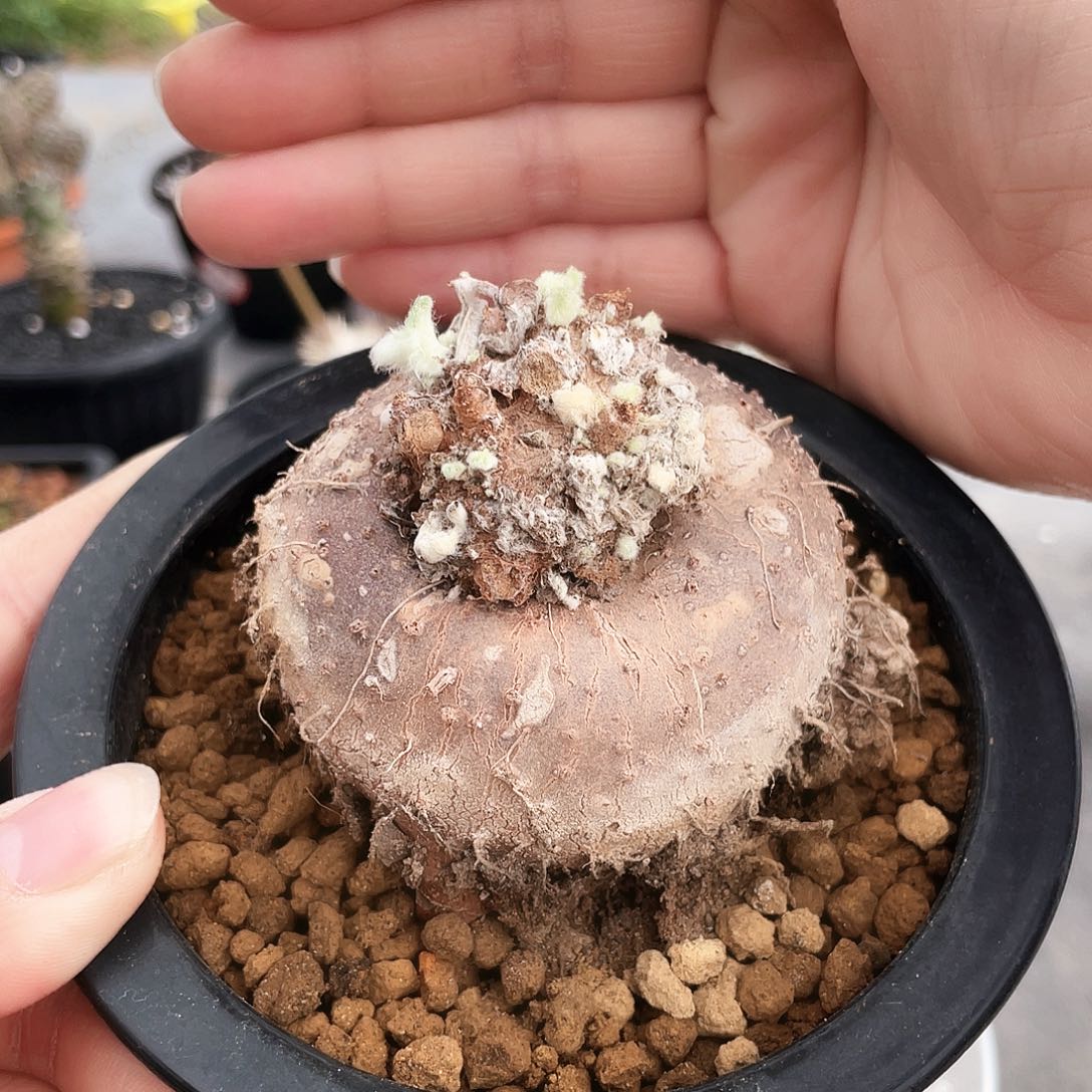 66666666666666666666