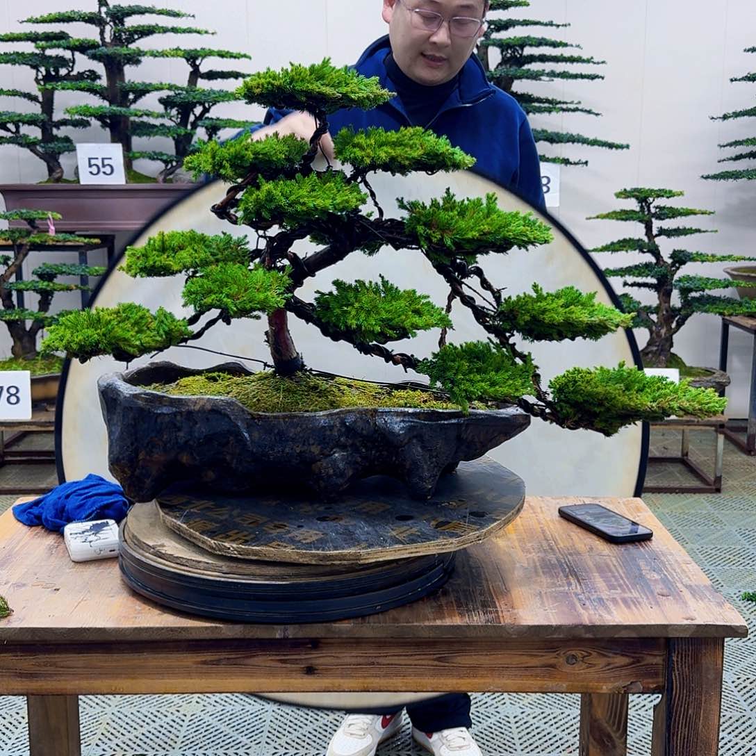 无花朵柏树造型盆景