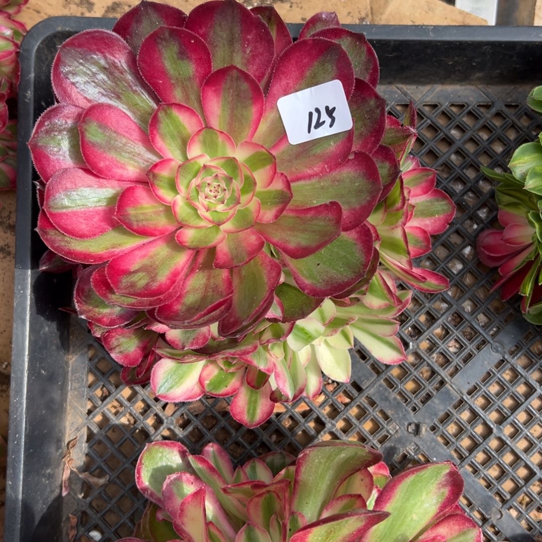 125半糖荔枝无根多肉多肉