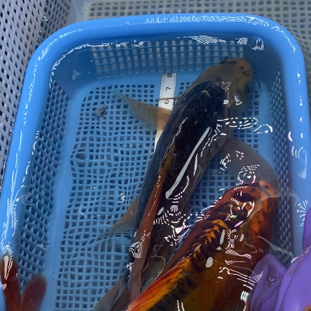 锦鲤冷水锦鲤包邮