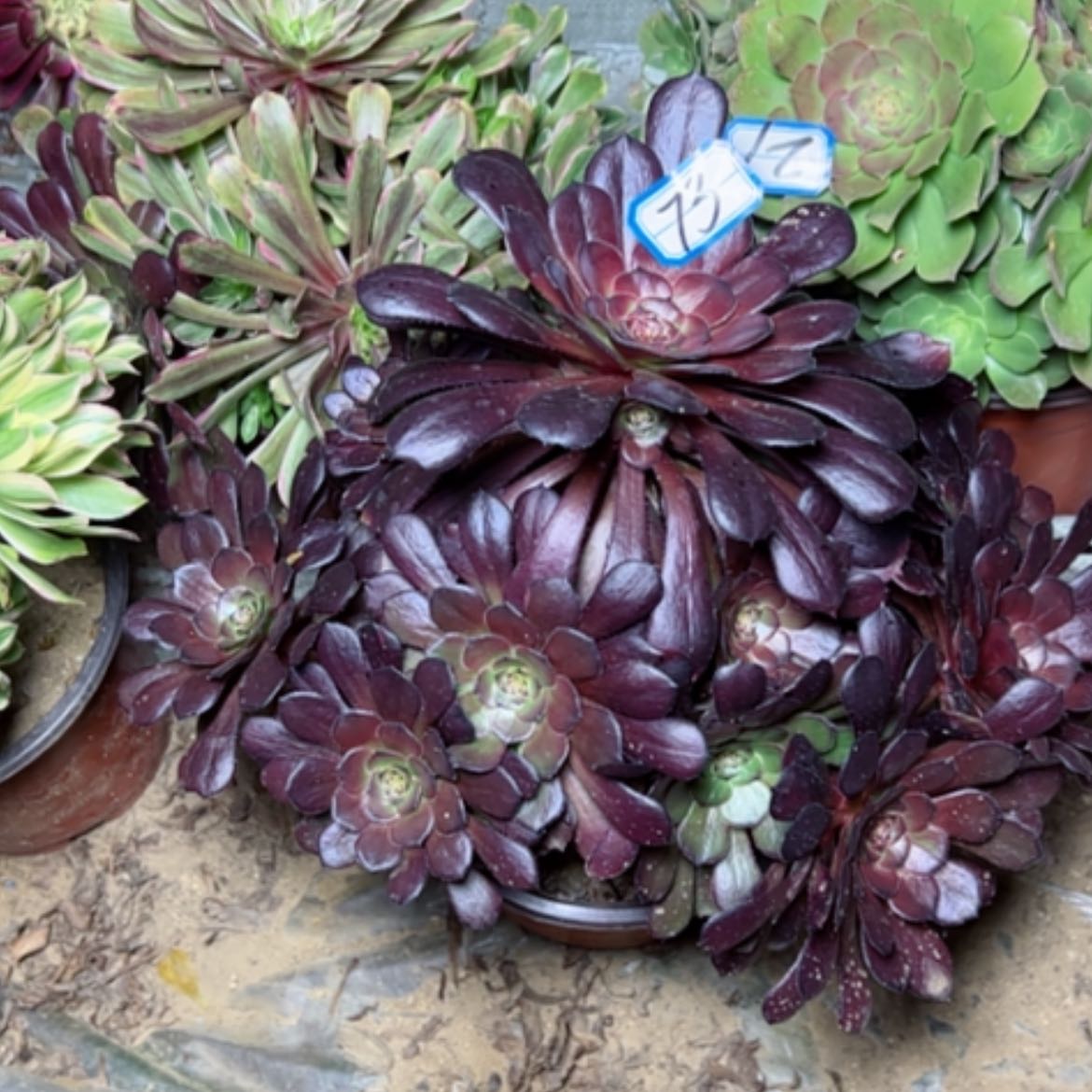 【闪购商品】多肉植物黑萝莉73