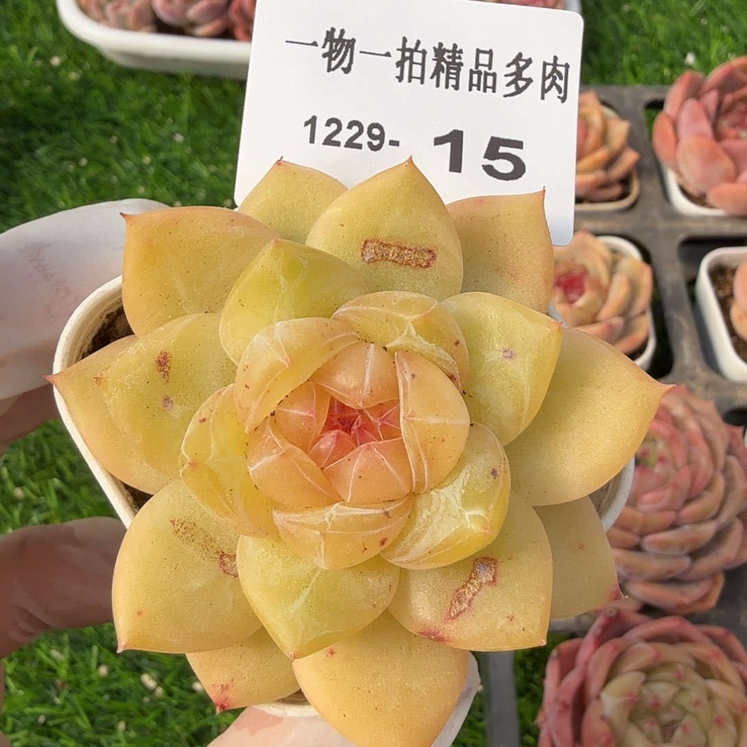 1229-15多肉一物一拍