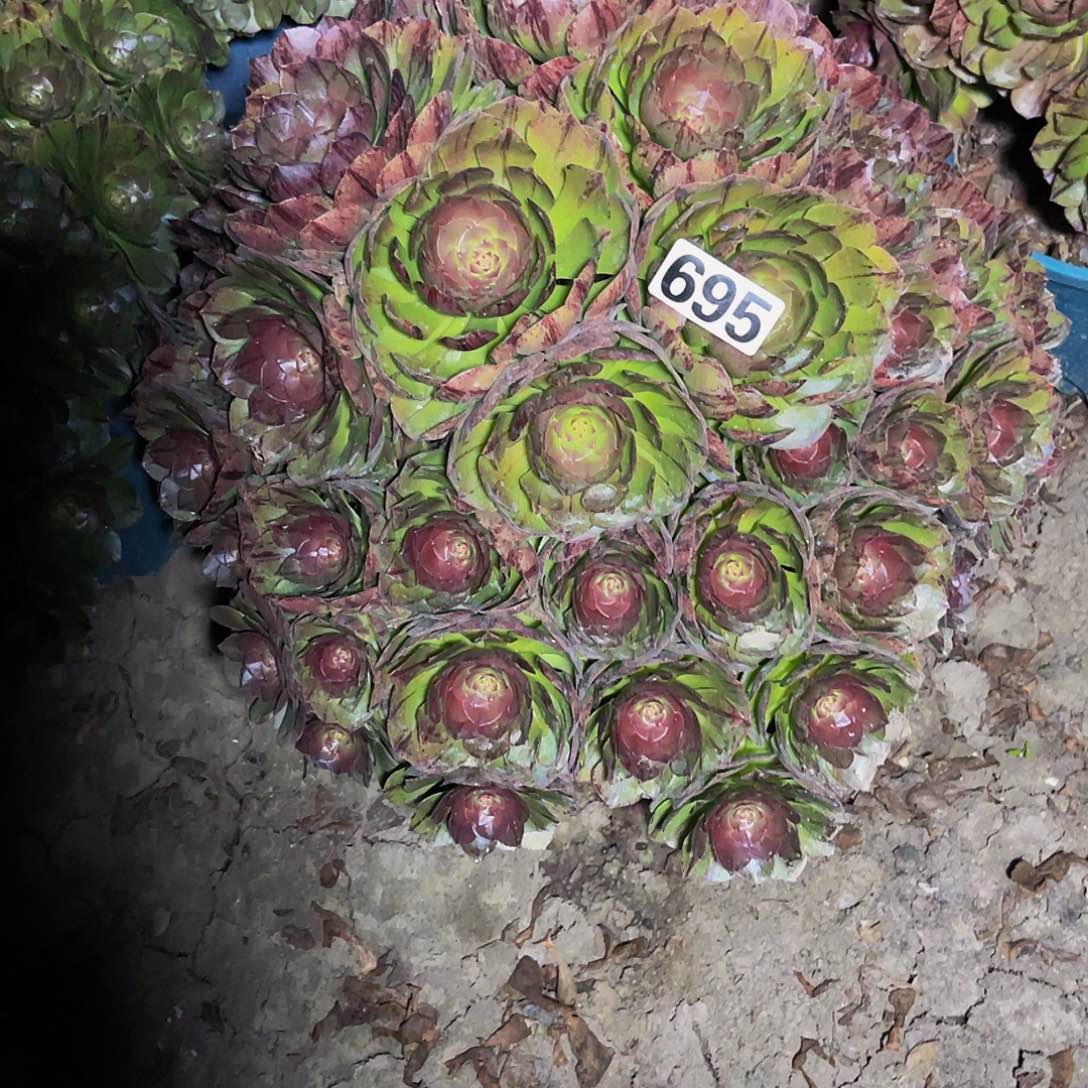 法师法师14-4。包邮法师