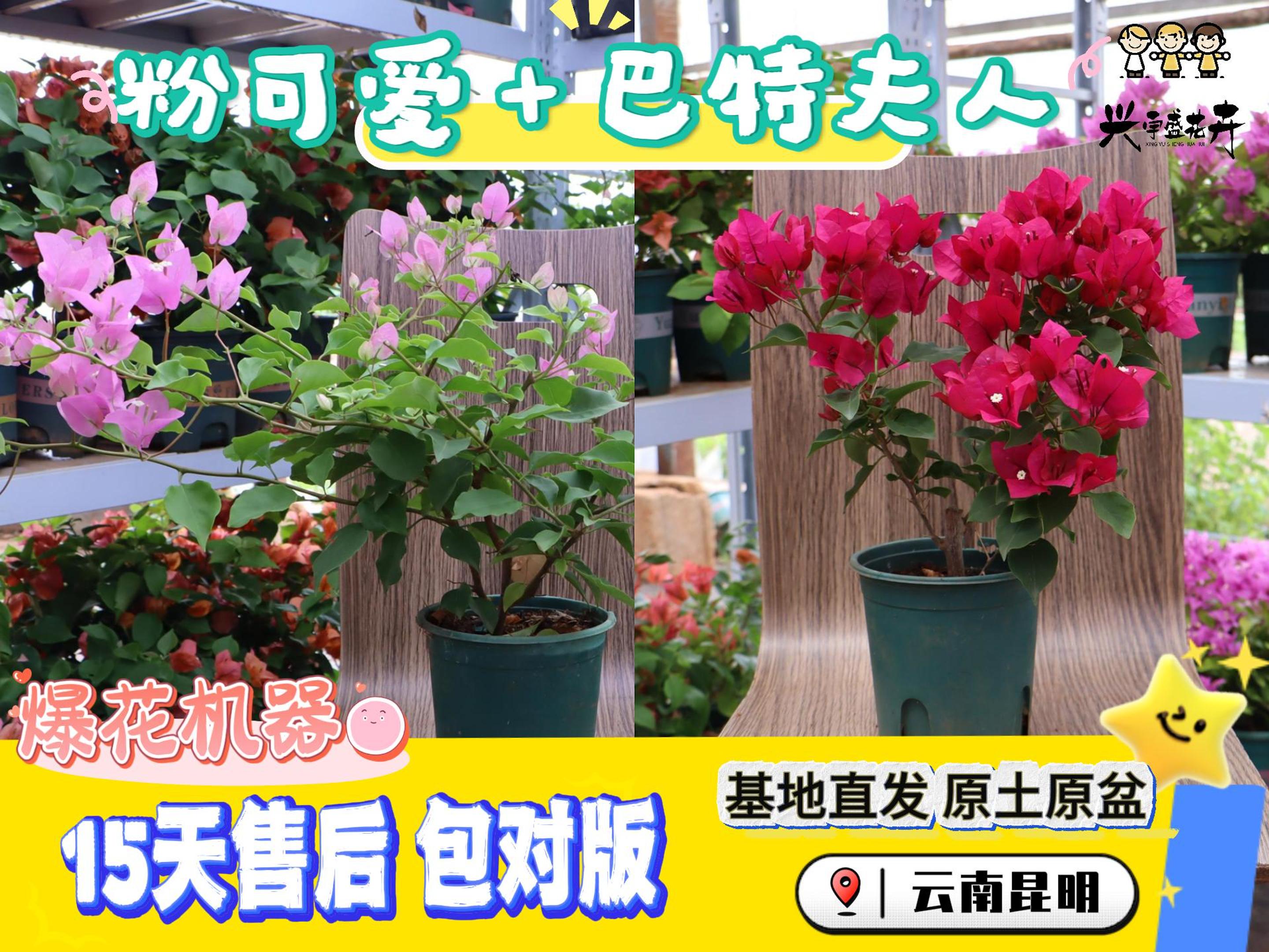 【巴特夫人+粉可爱0.5加仑】双盆组合室内外观赏勤花三角梅