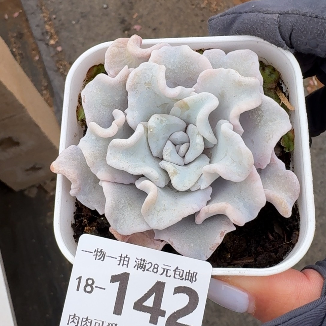 芭蕾舞者无盆土发货无盆