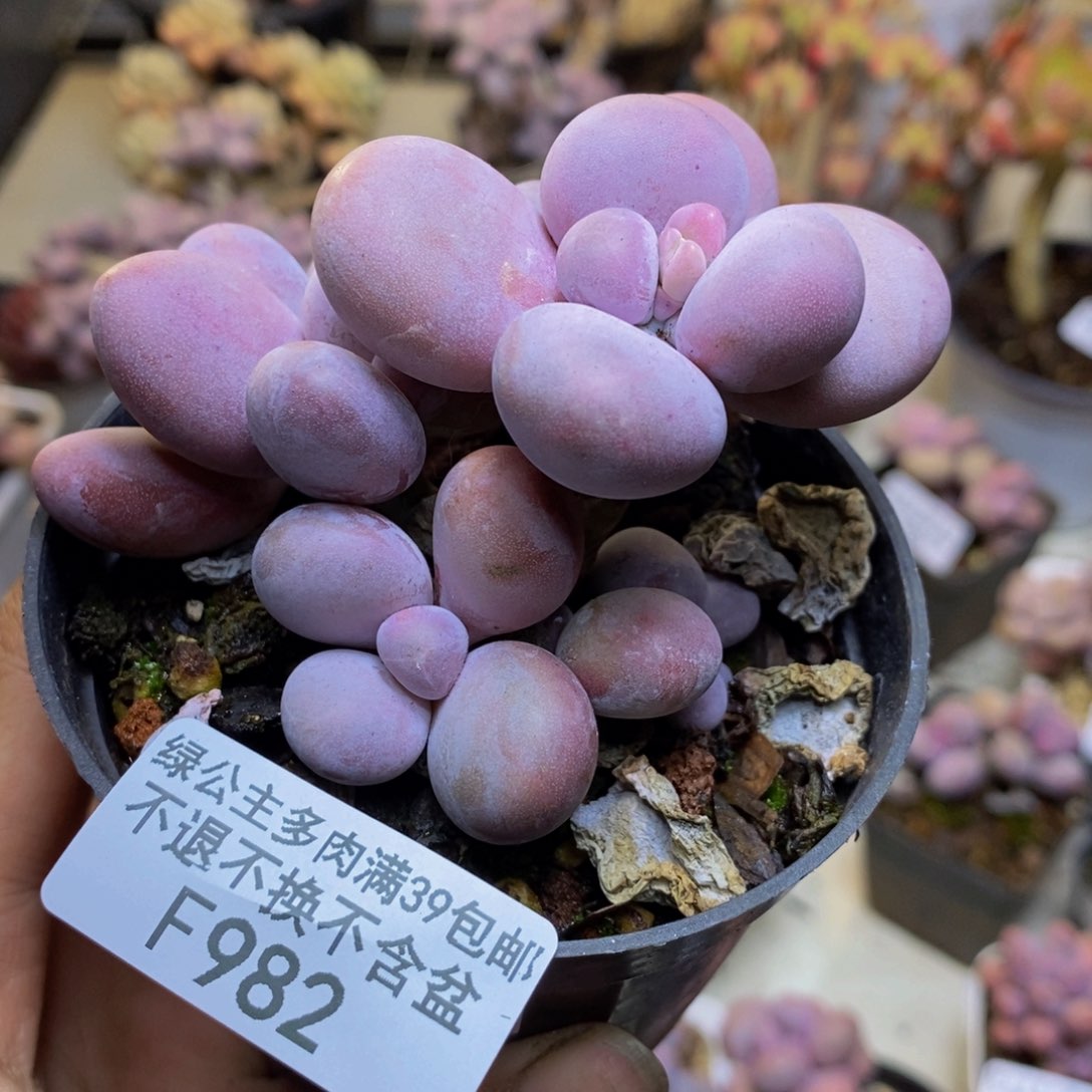 982芭比奶多肉8c m