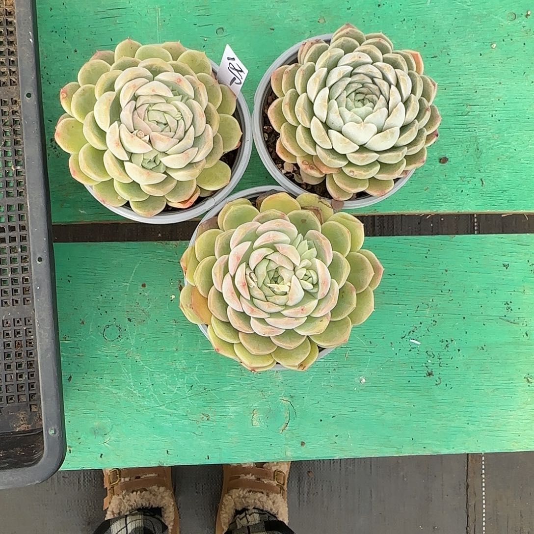 ‖***℡3颗寄养。          