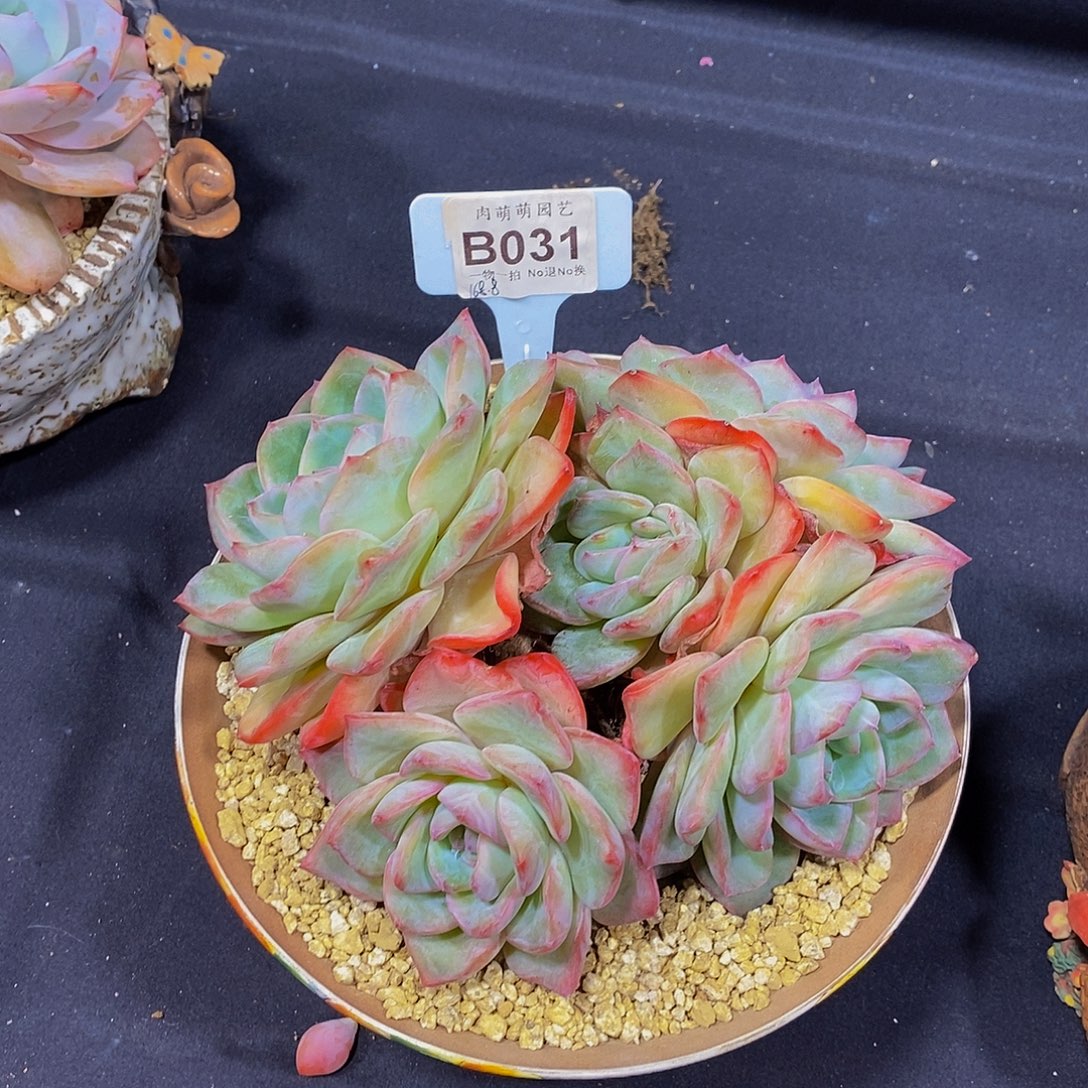 B031草莓泡芙多肉发货