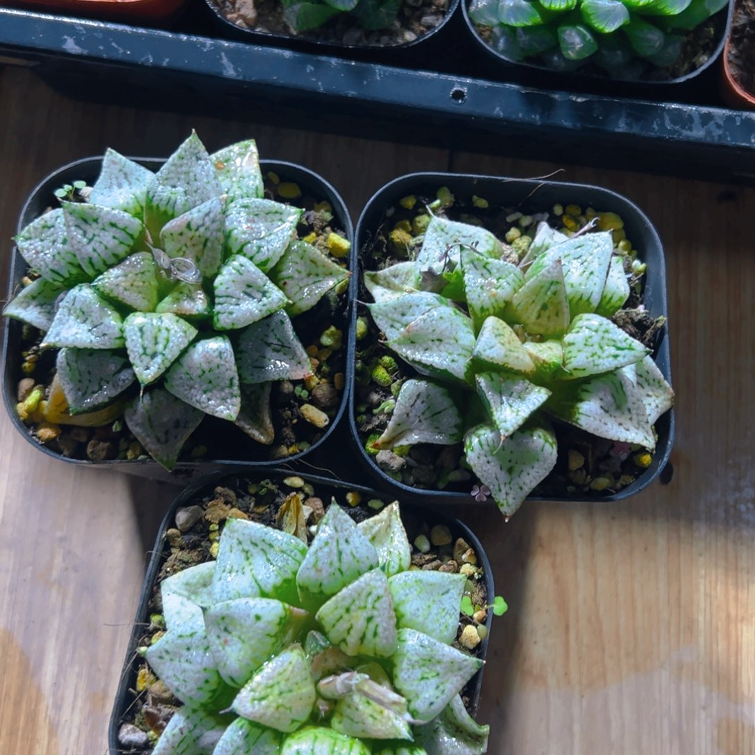 潘多拉魔盒多肉多肉一颗