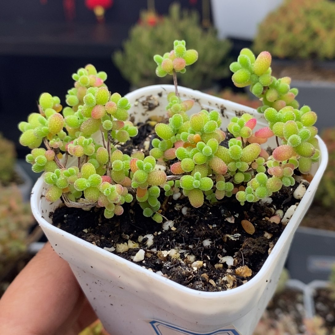 828号蜜橘糖球枝干多肉