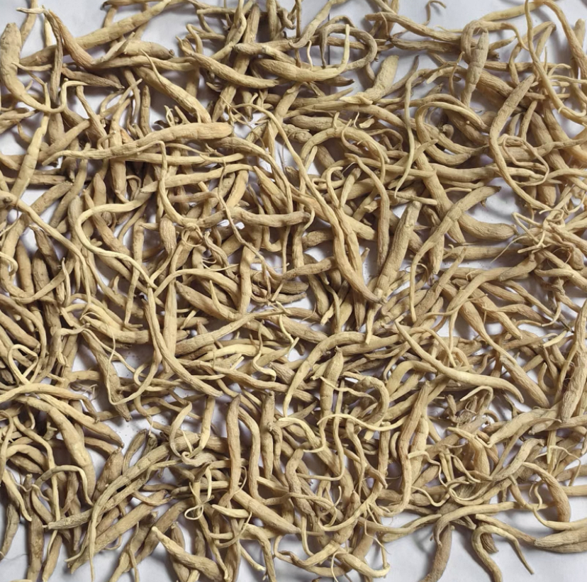 【小曾优选】童子参