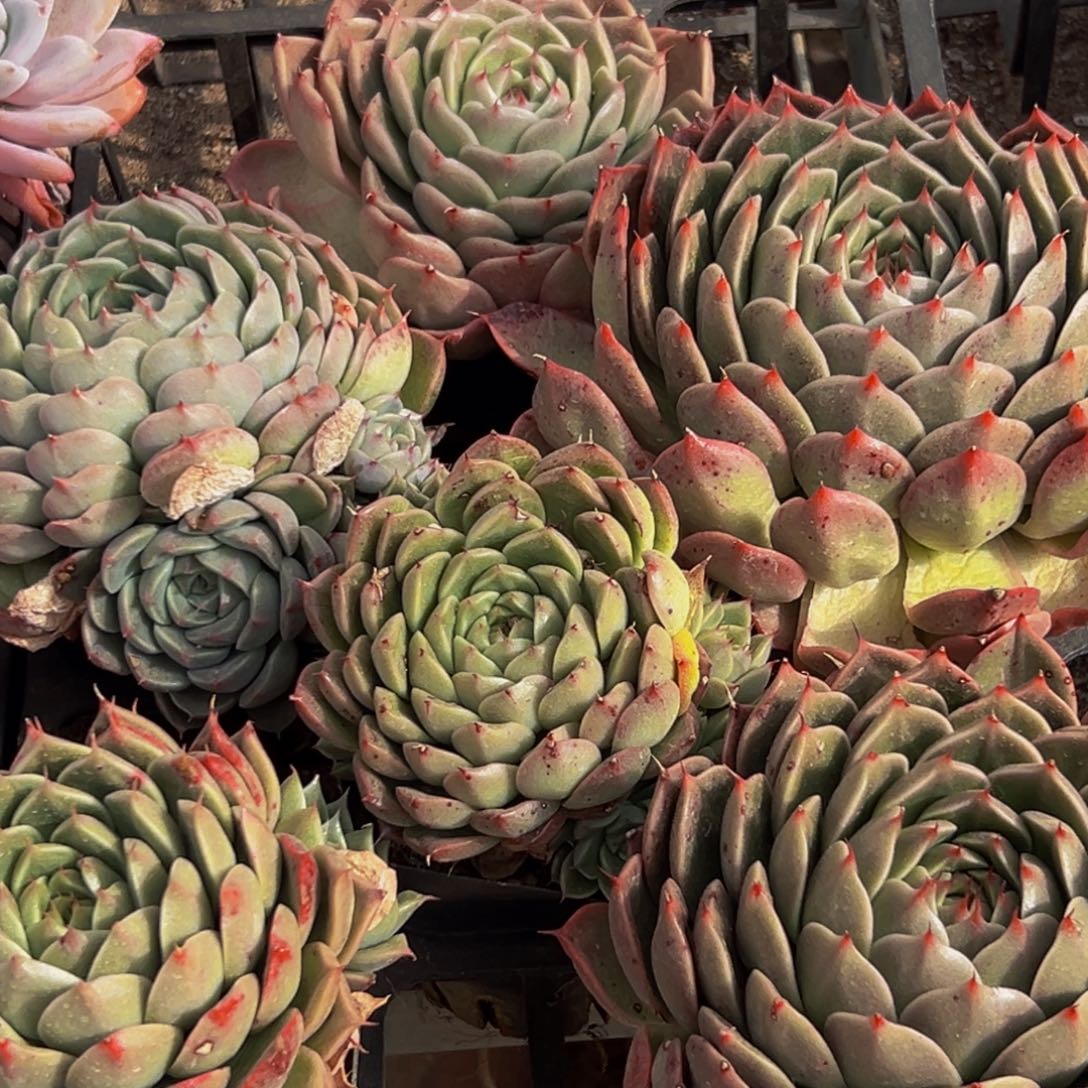 118多肉葡萄的味道是真的很