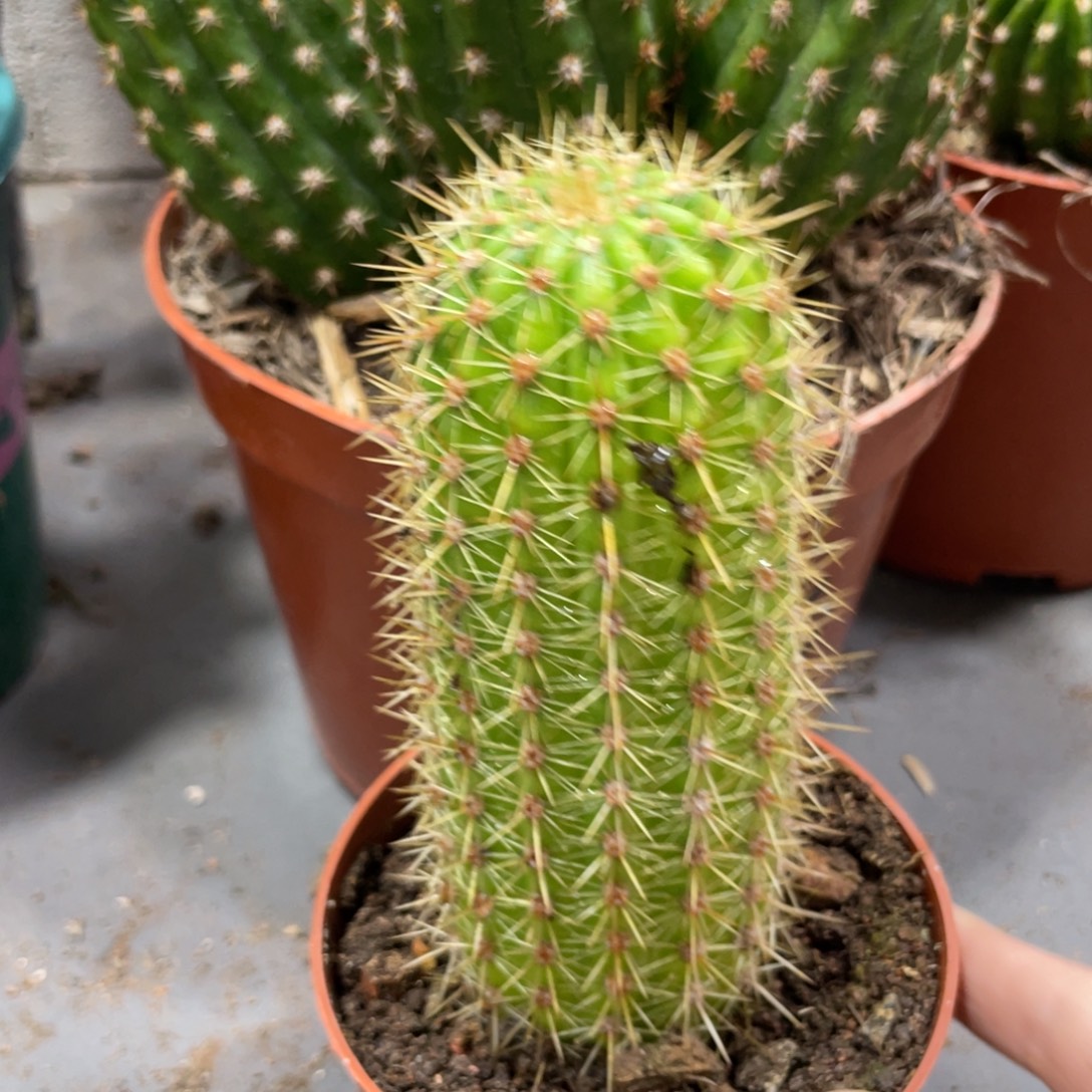 时光金妞自根一杯