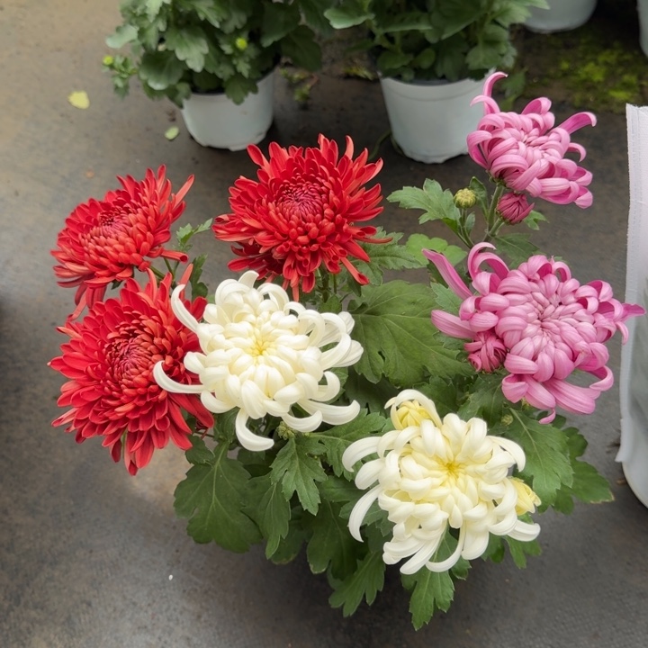 140规格彩色龙爪菊红白紫盆栽