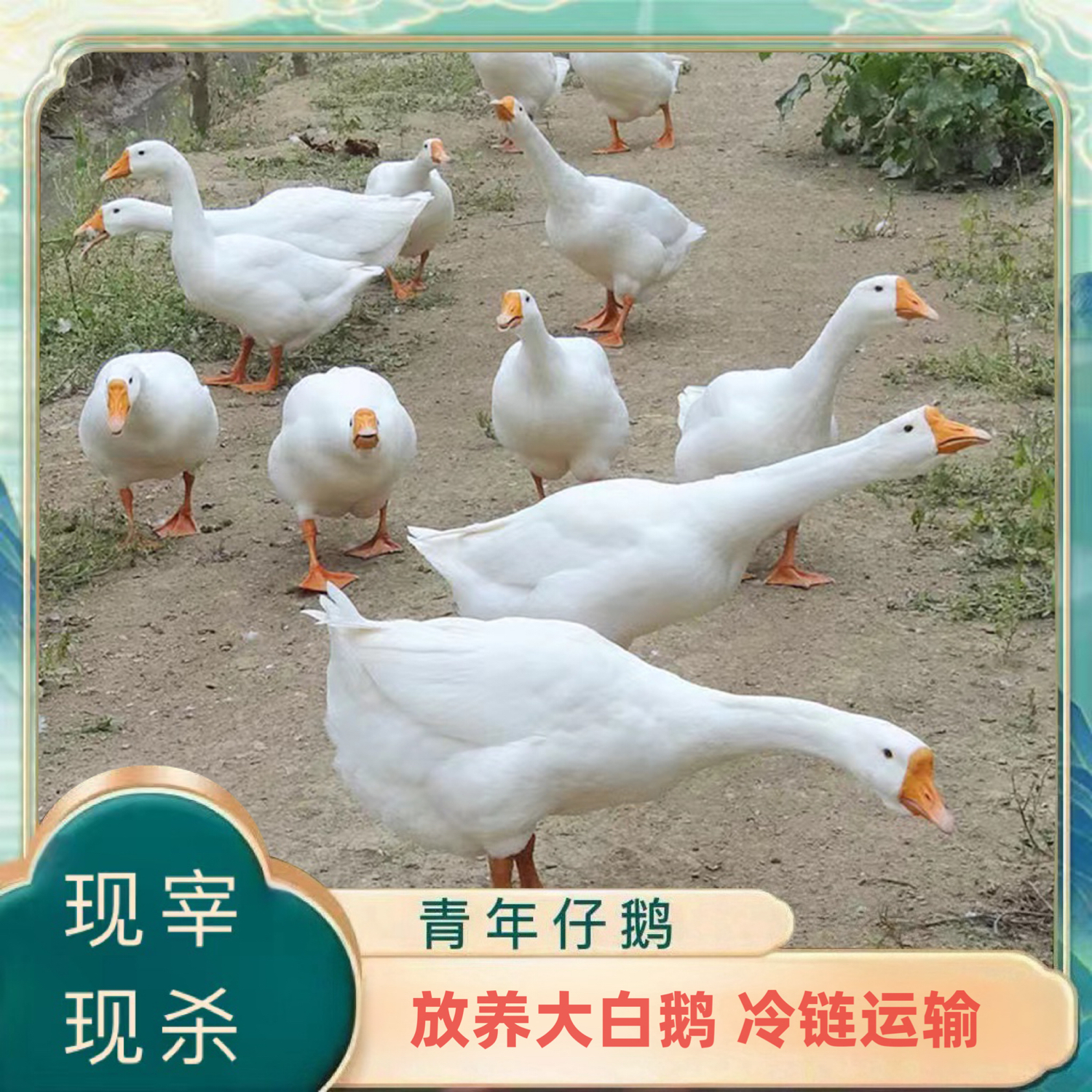 【鹅鹅鹅】放养青年鹅 大白鹅 带心肝 1只净重8.5-9.5斤