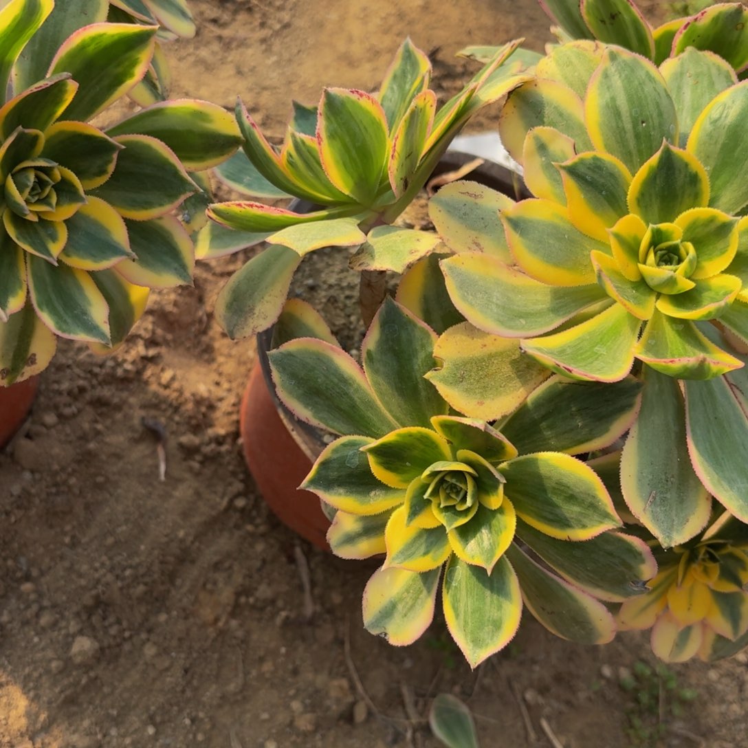 96多肉植物捧花的时候