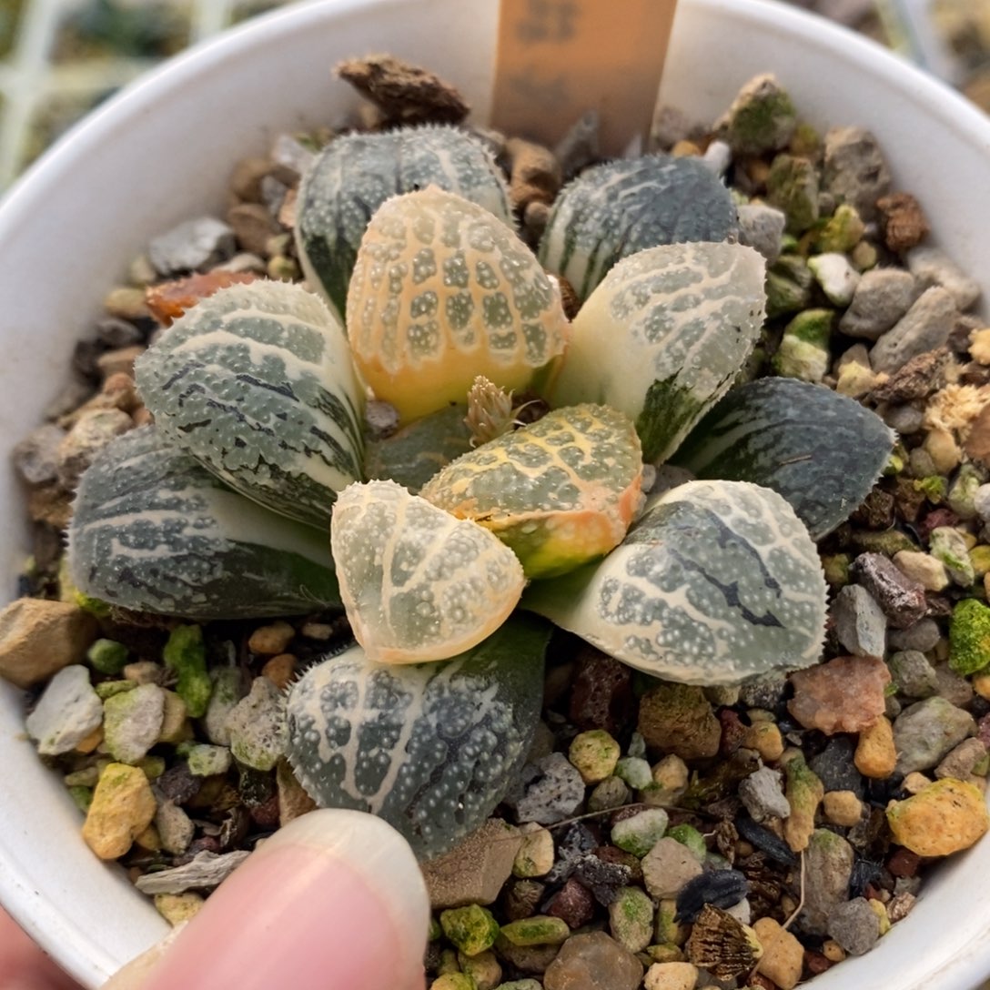 工***室958摩多寿锦一物一拍