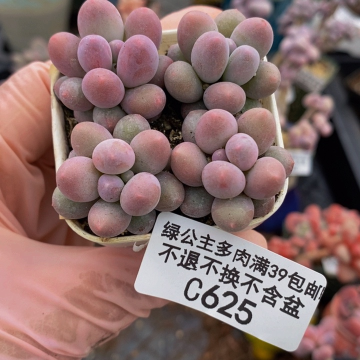 粉红泡泡4棵625多肉植物