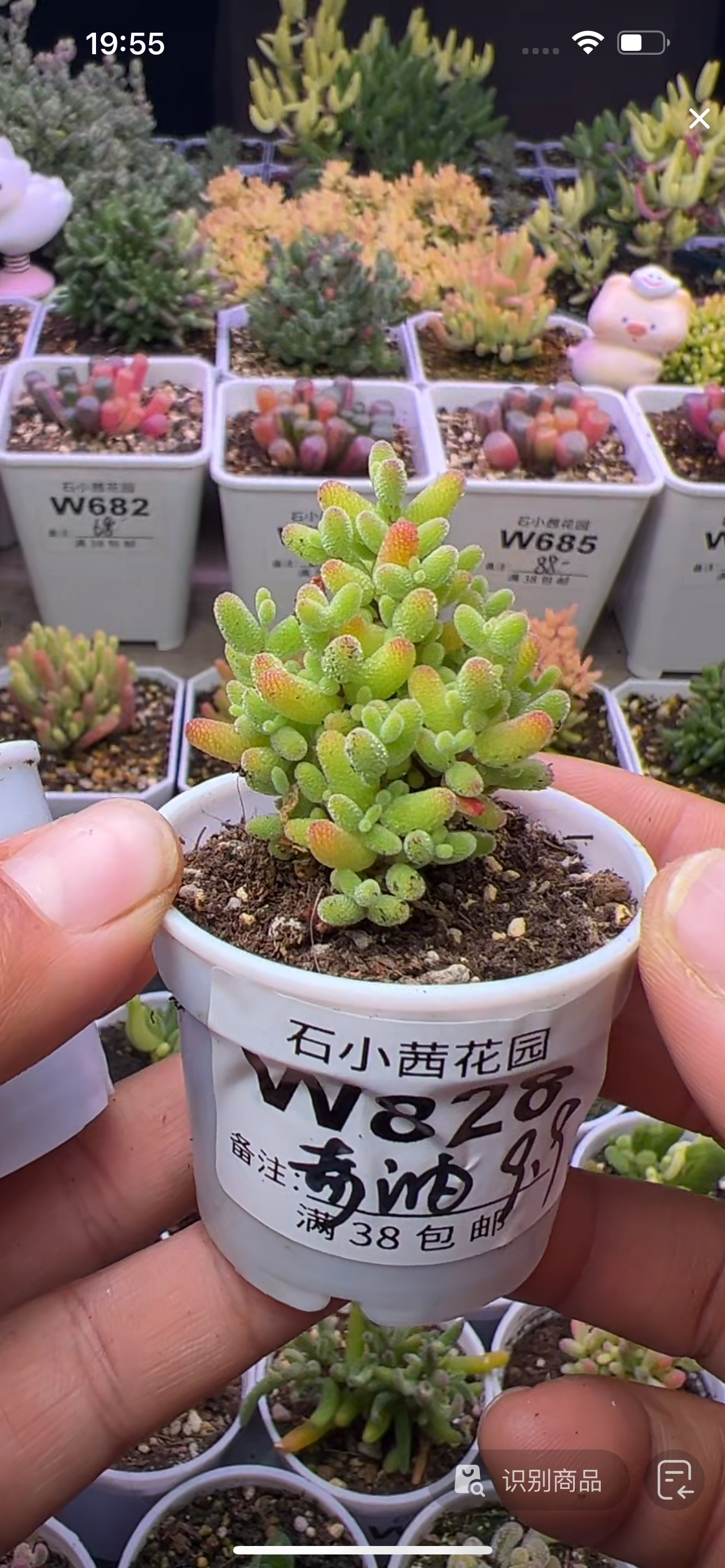 奇纳-蜜橘-多肉植物枝干番杏