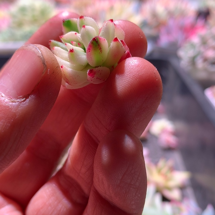 小灯笼白覆轮锦砍头