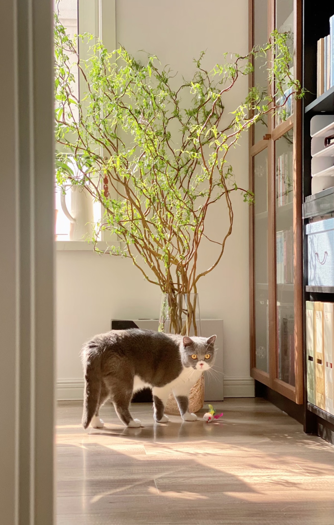 【龙柳】小花优选生活鲜花水培