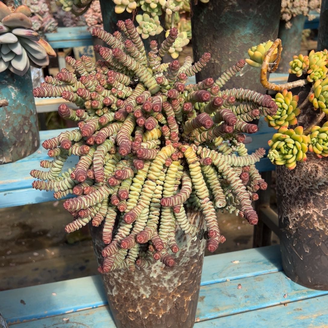 露养老桩脱土裸根钱串