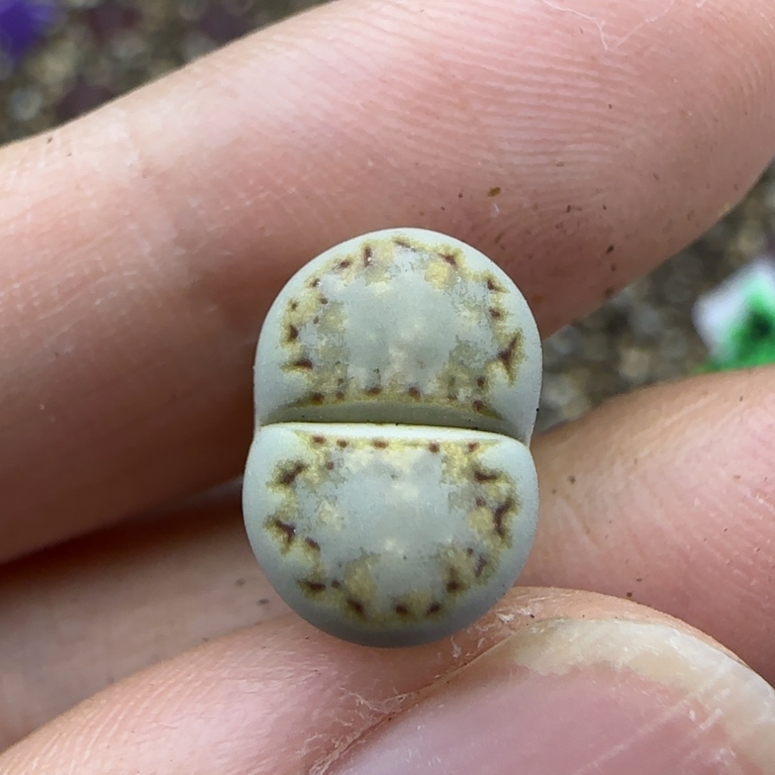 274饼干清框福利30包邮