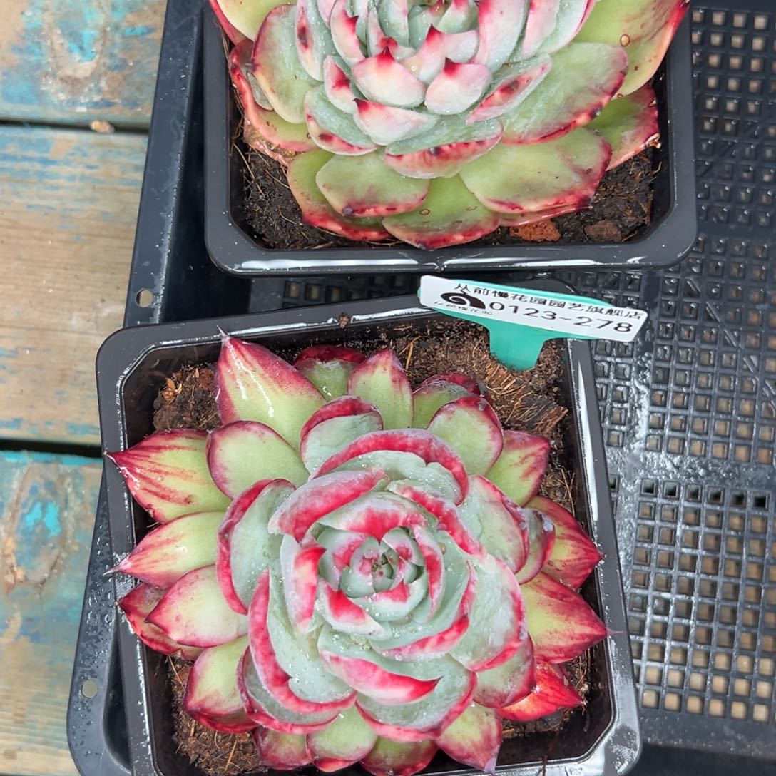 多肉编号0123-278