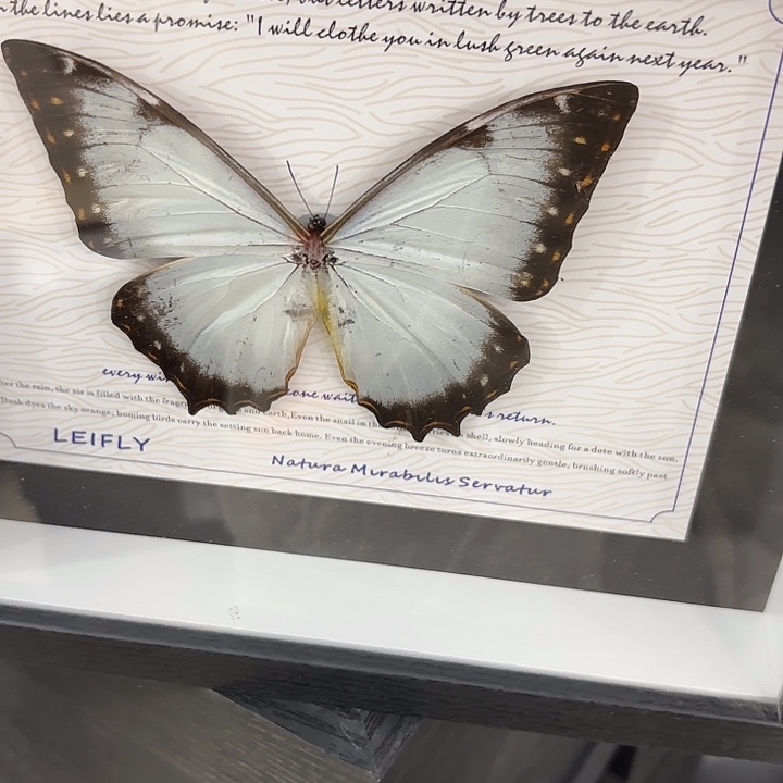 喵***】蝴蝶标本定制421@