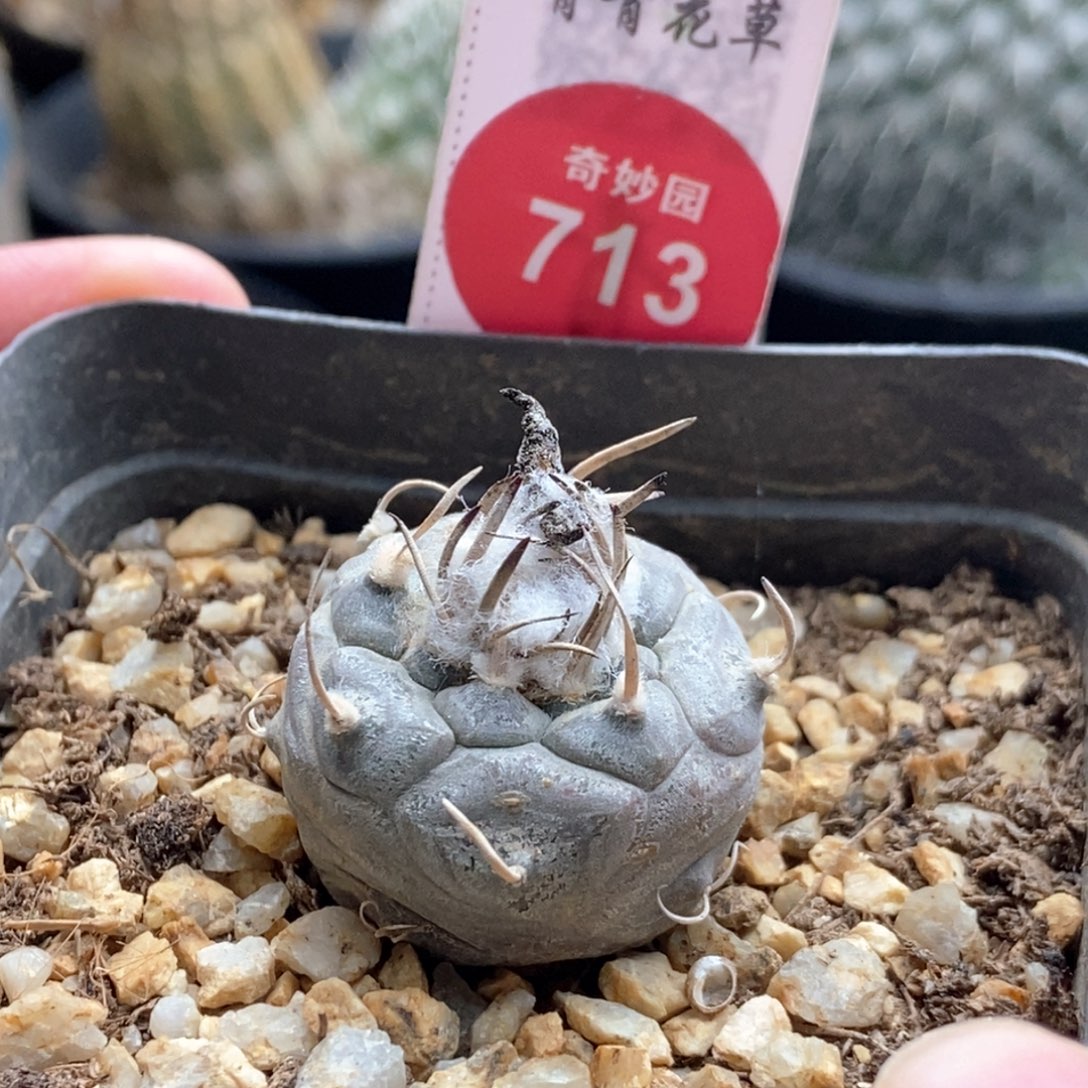 实生雪顶乌丸娇丽2.5cm