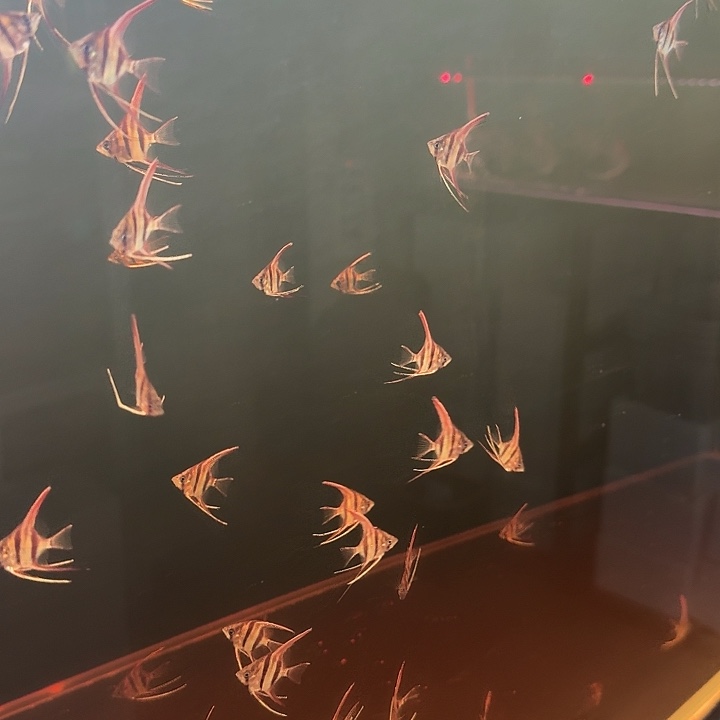 海水鱼5条埃及神仙鱼精品