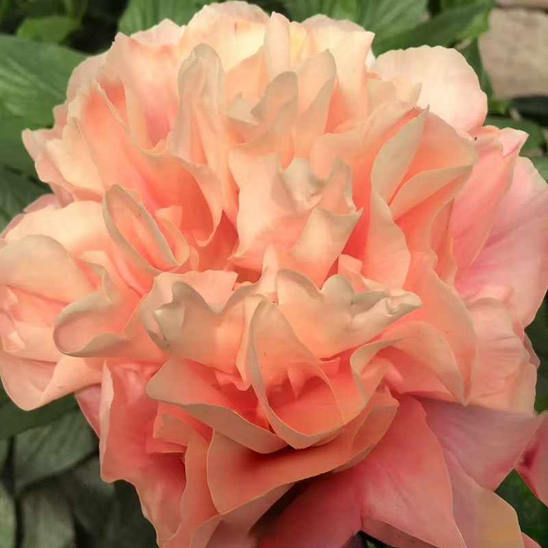 【蒂尼基曼】高端稀有荷兰进口芍药