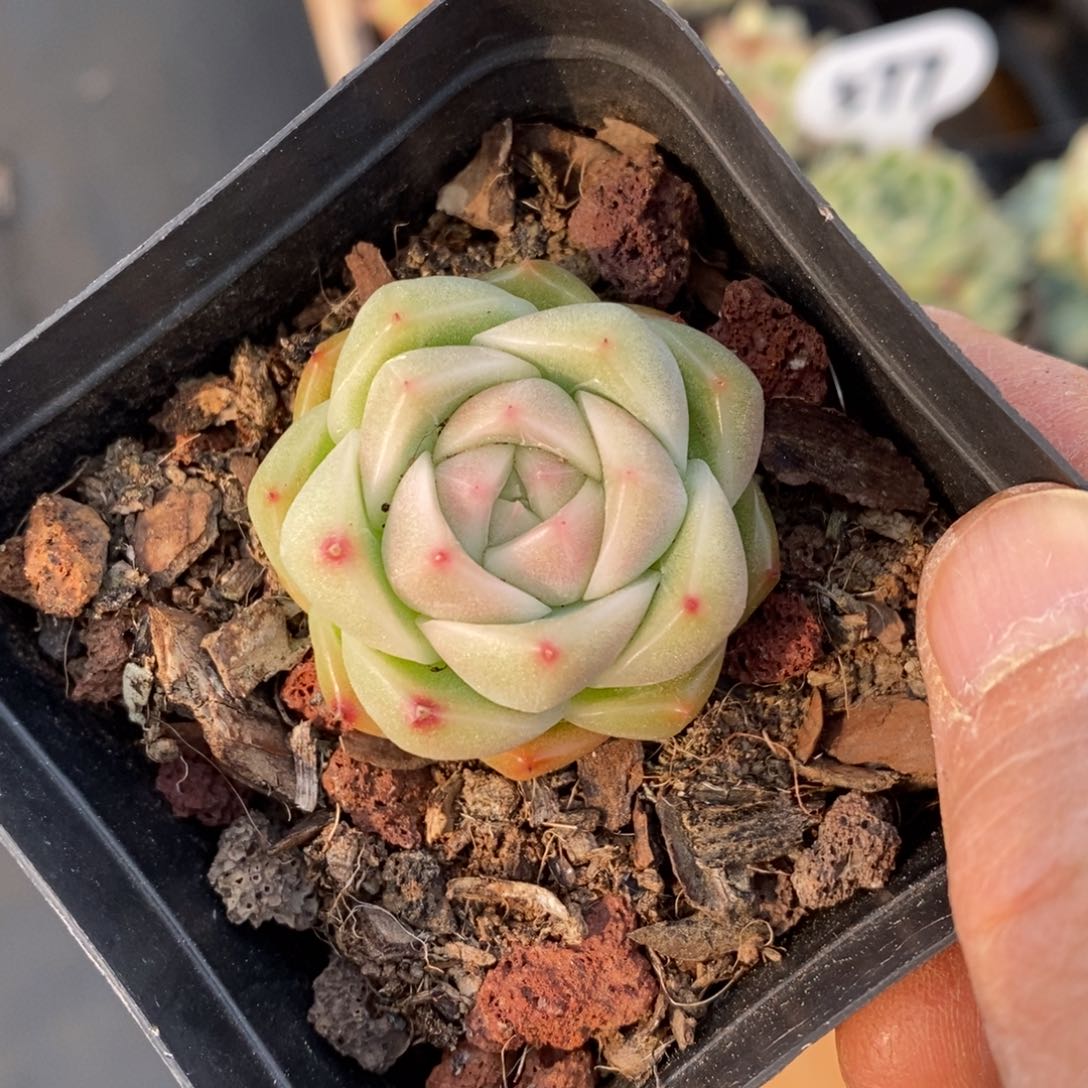 精品多肉一物一拍不包整707