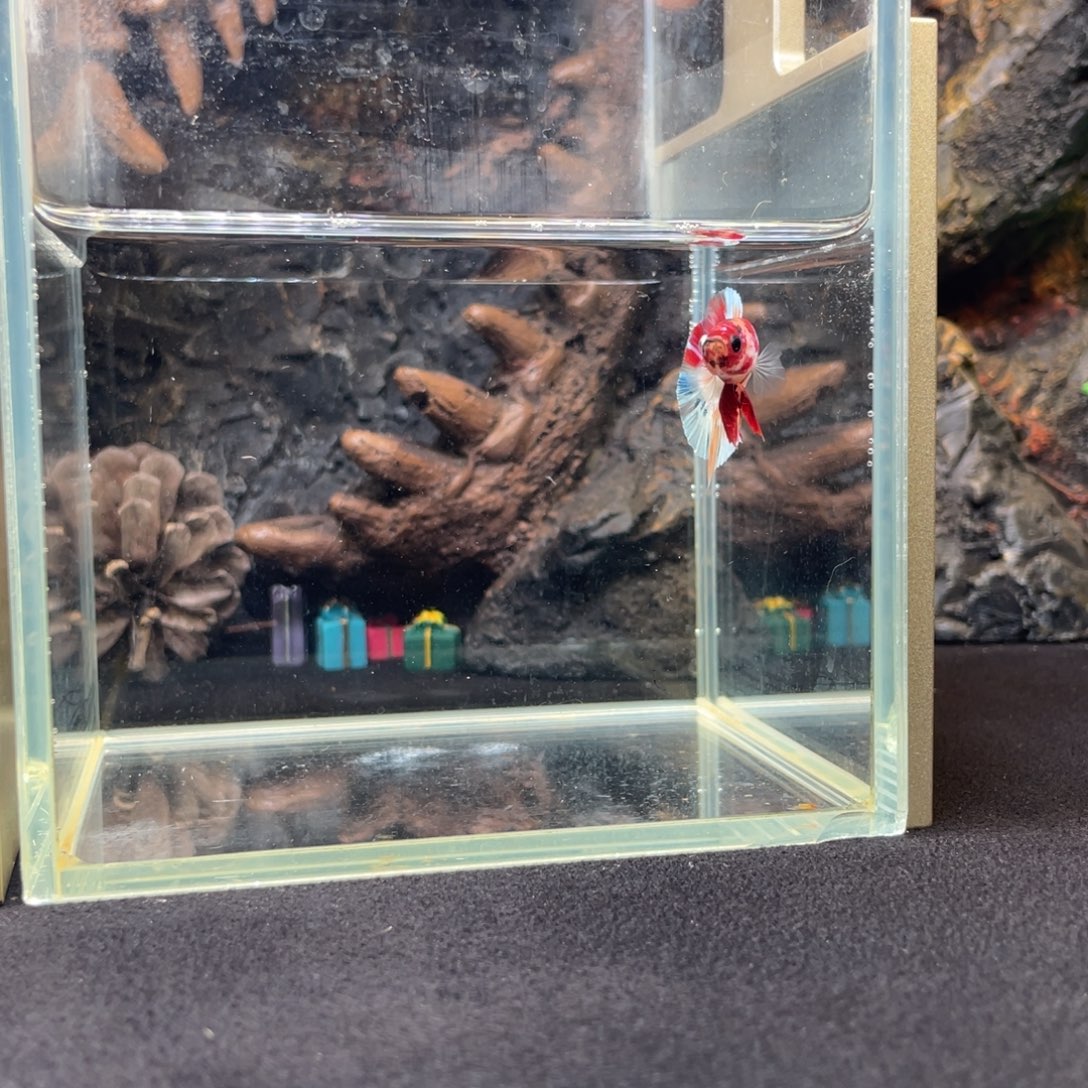 斗鱼十二月二十九日竞价