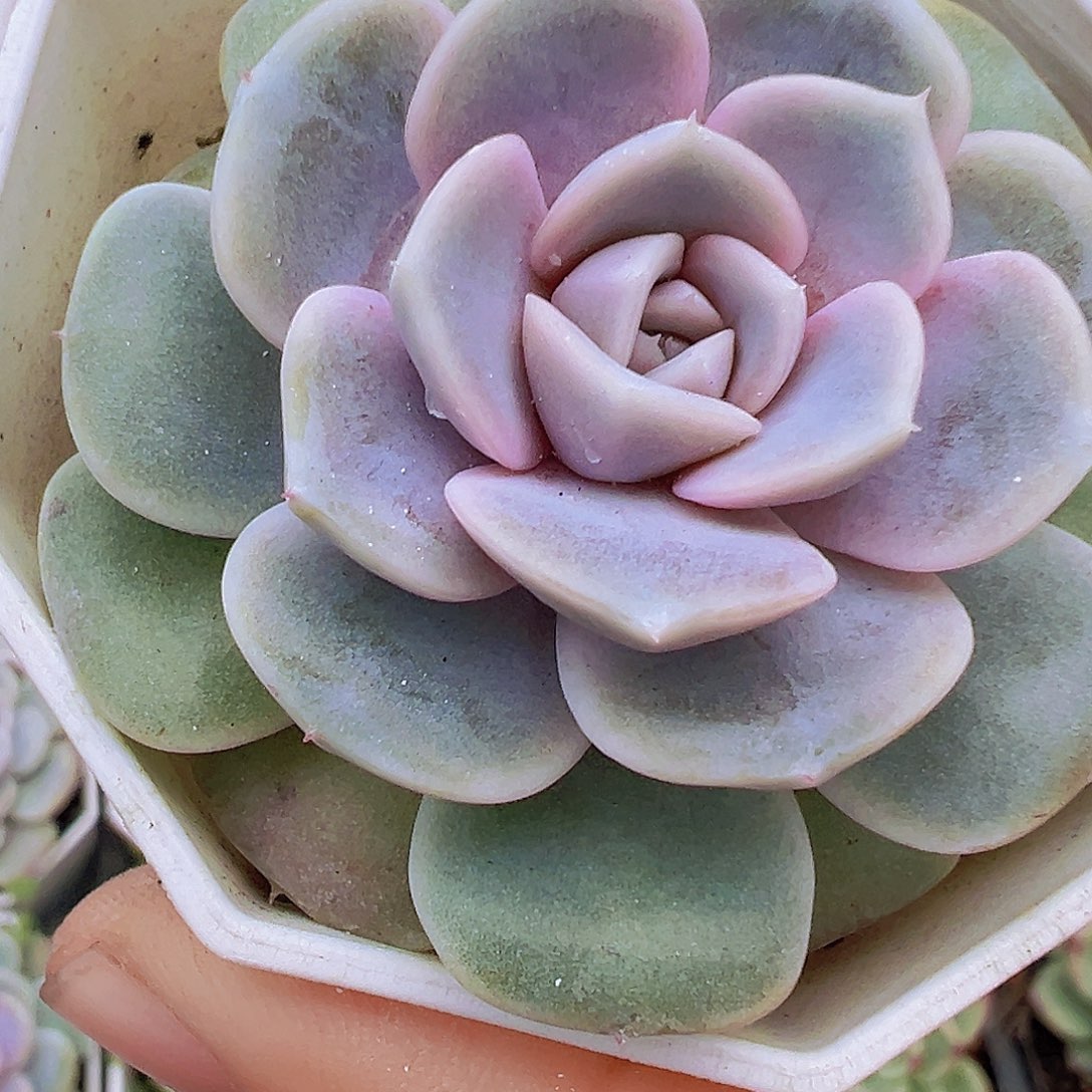 紫心汉堡19包邮多肉