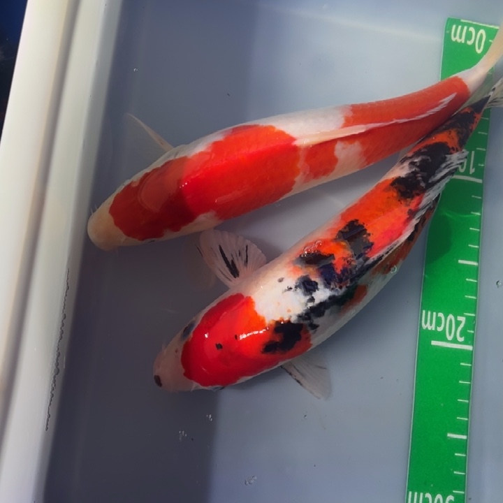 锦鲤锦鲤红不三色