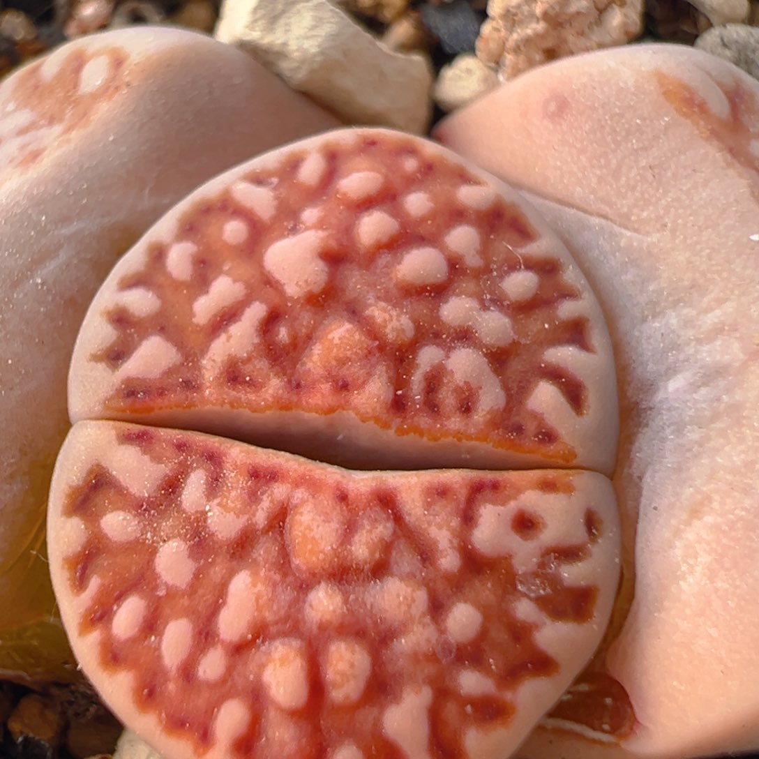 175多肉植物百科知识