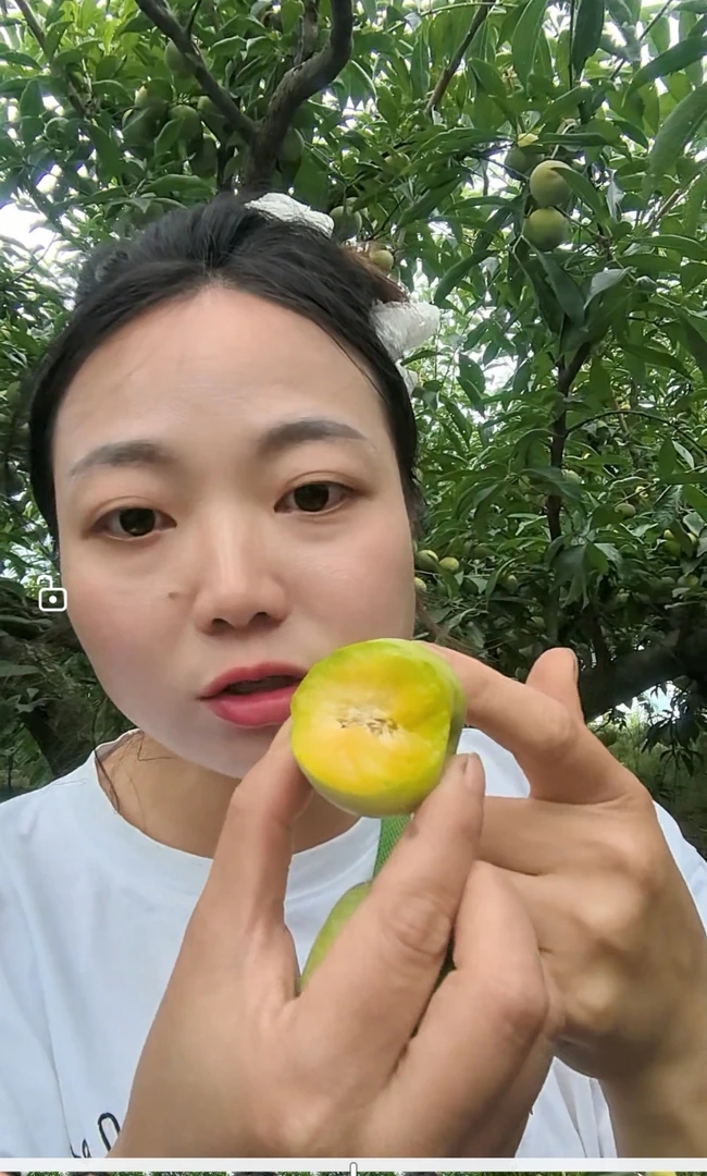 老北川高山青脆李