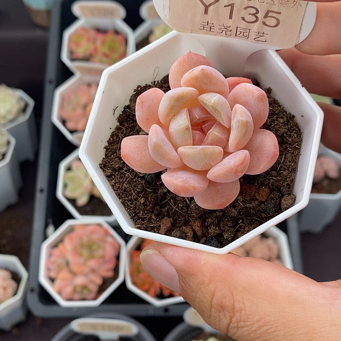 0135 粉魄 单头 4cm 