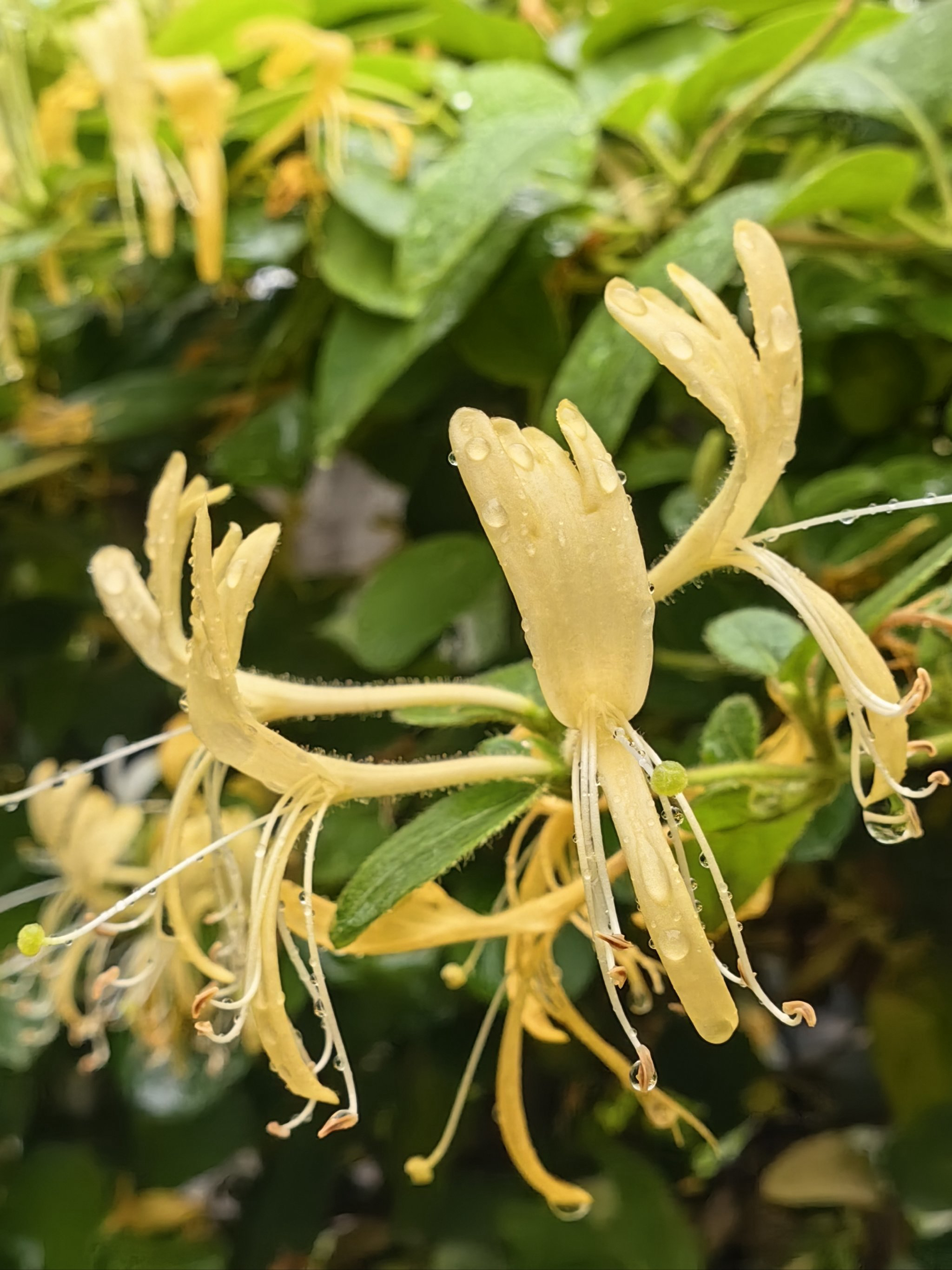 云南道地金银花植物