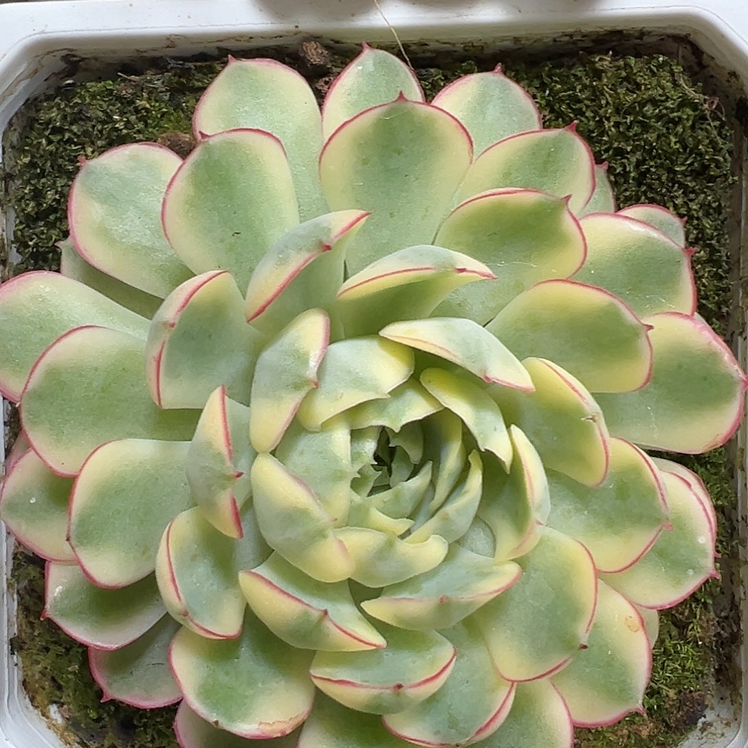 满38包邮梦幻玫瑰锦