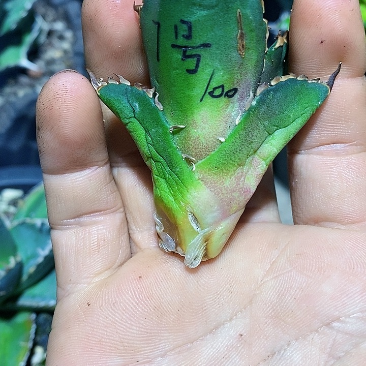 多肉植物龙蛇兰植物