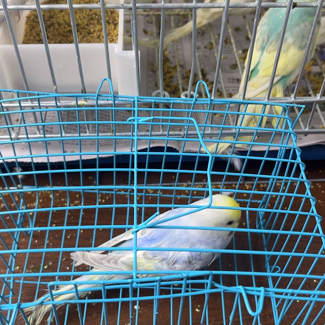 虎皮鹦鹉金彩鹦鹉