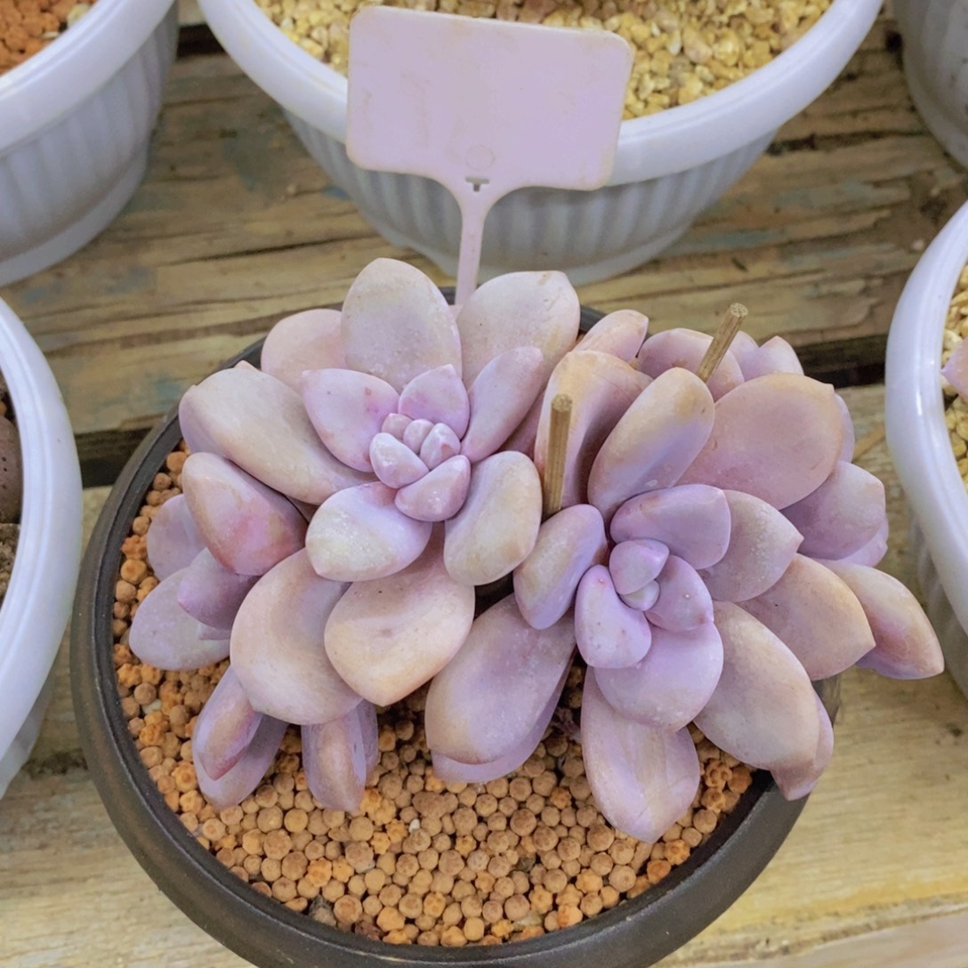 快乐至上，开心无价，一物一拍