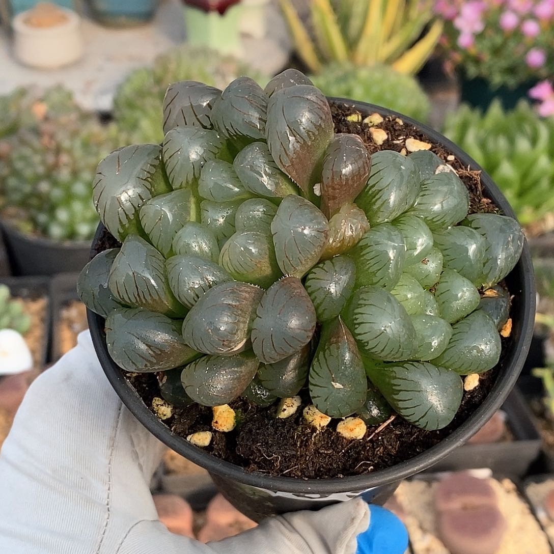 285 实生丸叶冰灯 带盆土