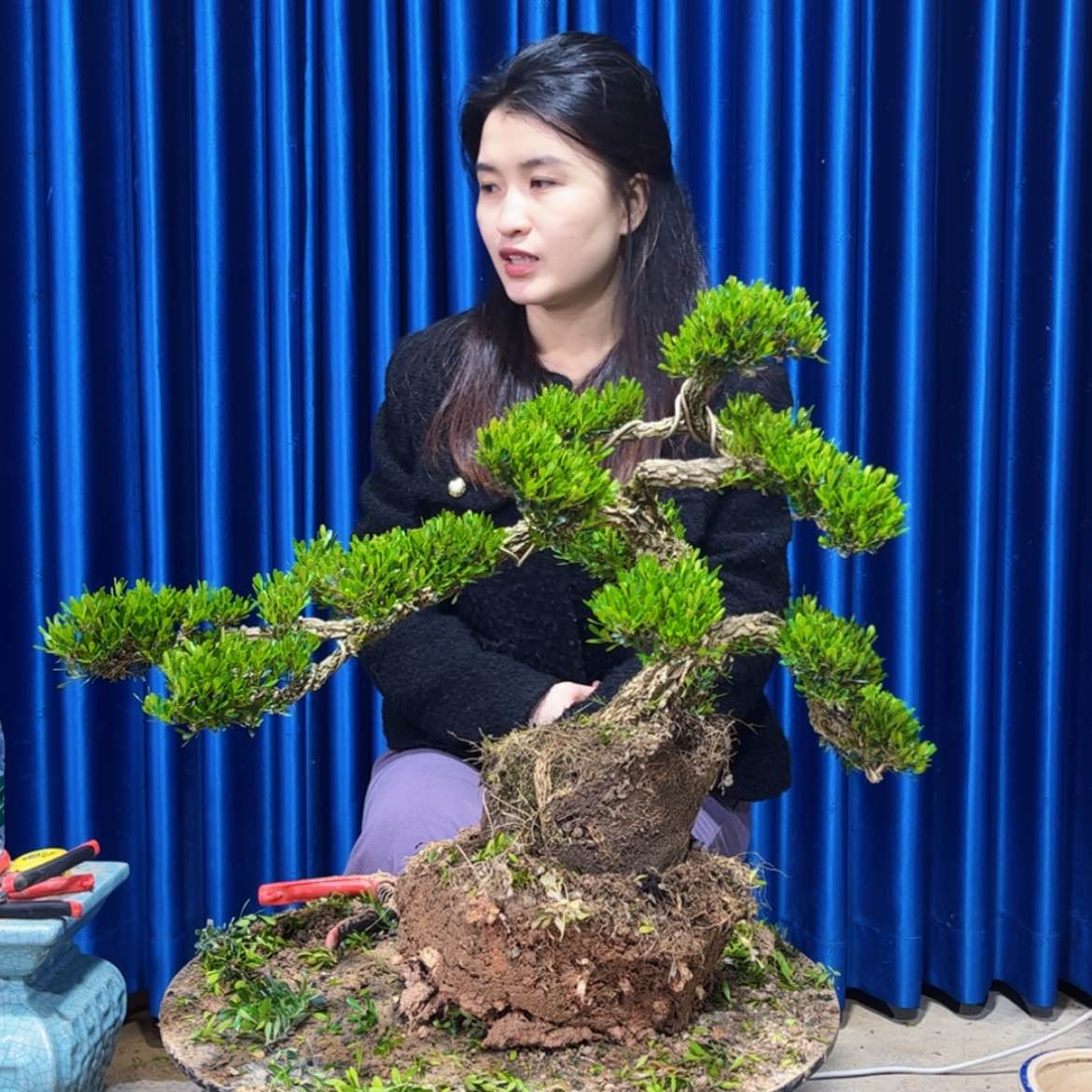 【闪购商品】广东雀舌黄杨盆景