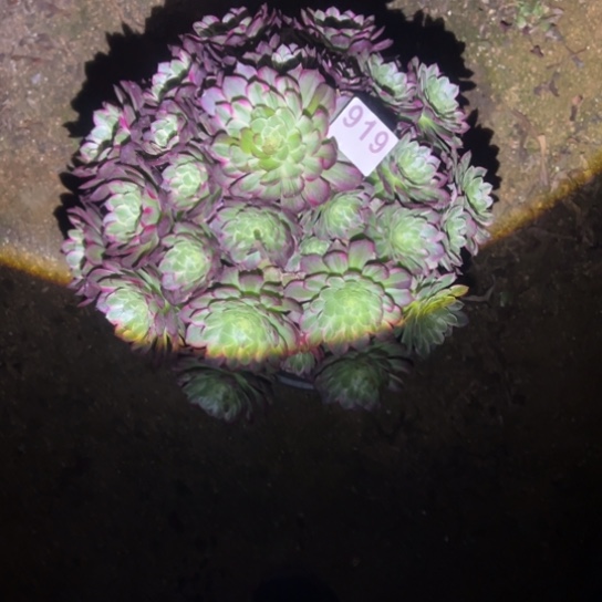 919莲花多肉植物花脸