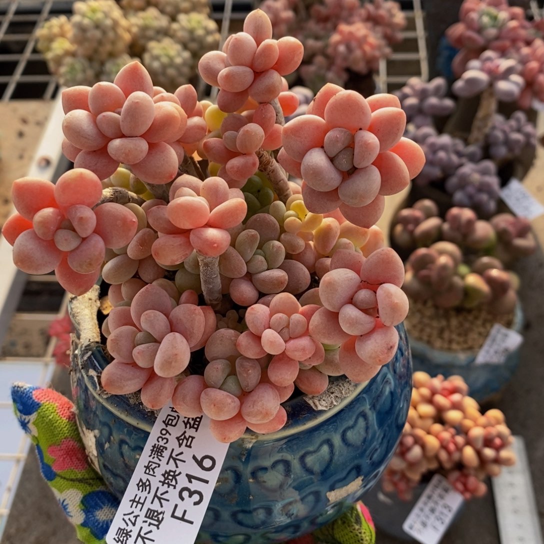 鱼子酱316/10cm多肉