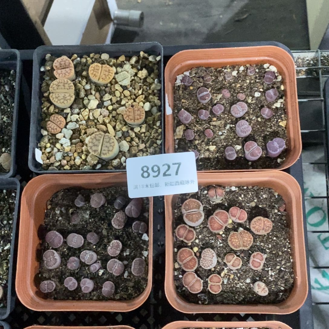 8927。               