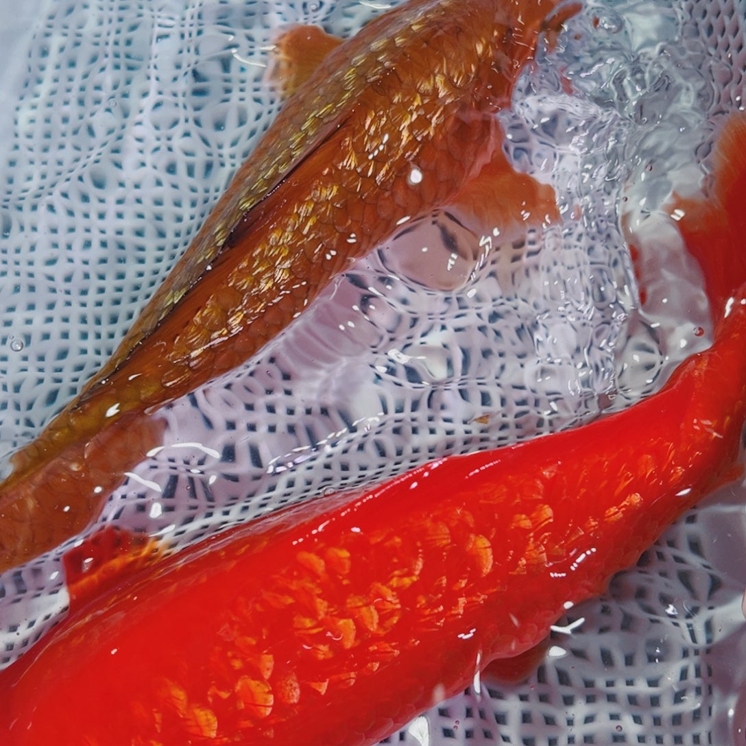 锦鲤锦鲤冷水鱼观赏